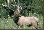 colorado elk hunting, guides,  outfitters,